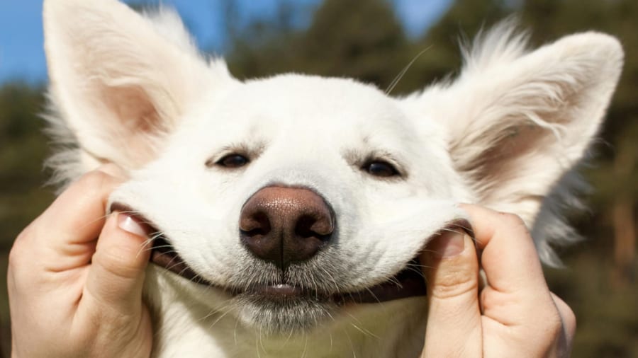 犬の脳は母音ではなく子音で言葉の区切りをみつけている