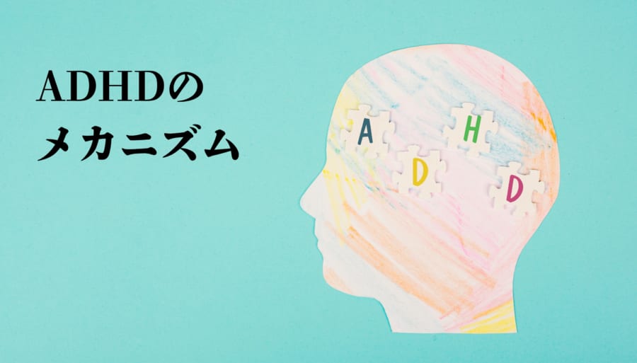 ADHDの発症メカニズムの一端を解明、「薬が効かない人」への治療の手がかりに