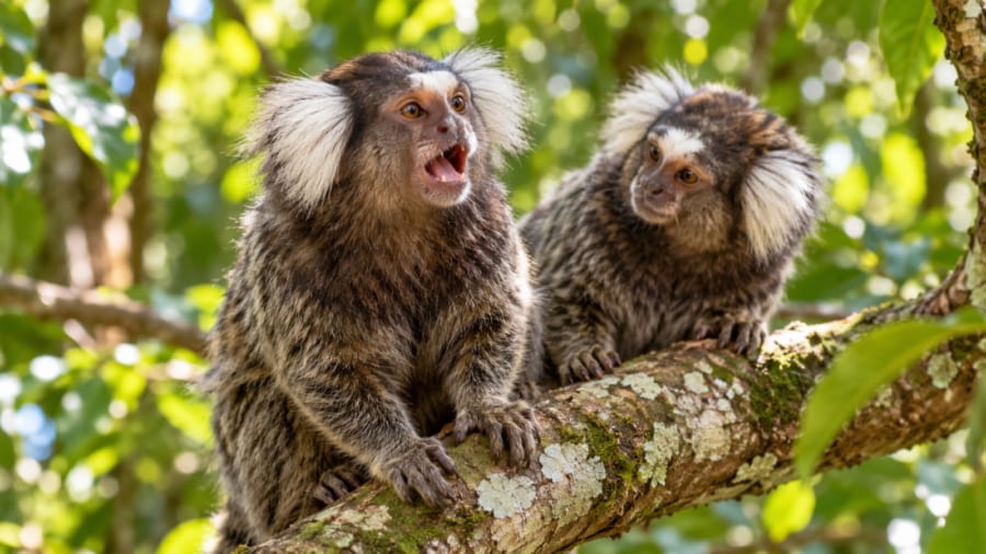 3種のサルの鳴き声に、人間と同じ段階の決まりはあったのか?