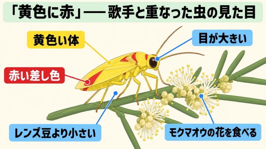 「黄色に赤」の小さな虫が、歌手の名前をもらうまで