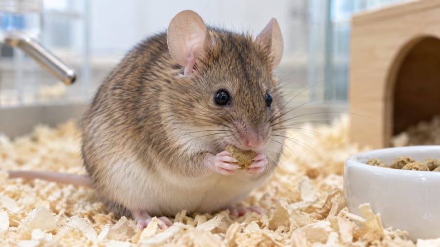 食べる量をそろえても消えなかった「薬だけの働き」とは?
