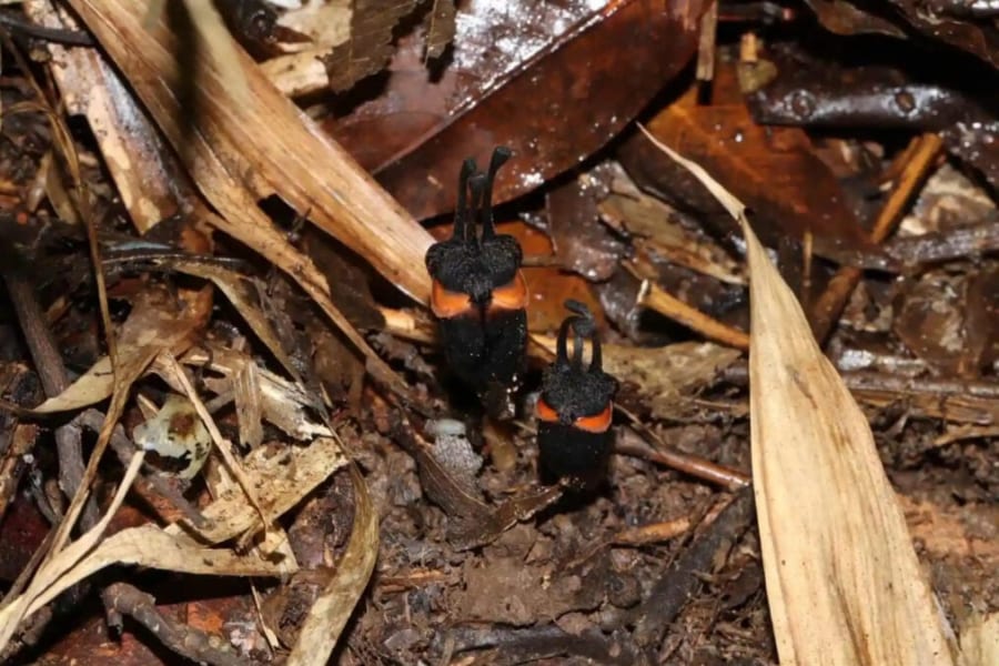 Two T. daemona plants in Thong Pha Phum National Park, western Thailand. ( Neeranuch Taosiri/CC BY 4.0)