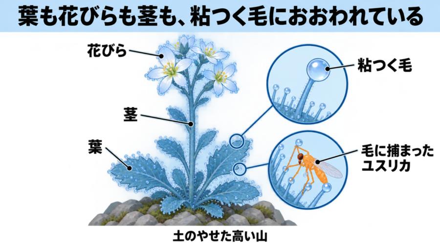 山の草の「粘つく毛」に、小さな虫が捕まっていた