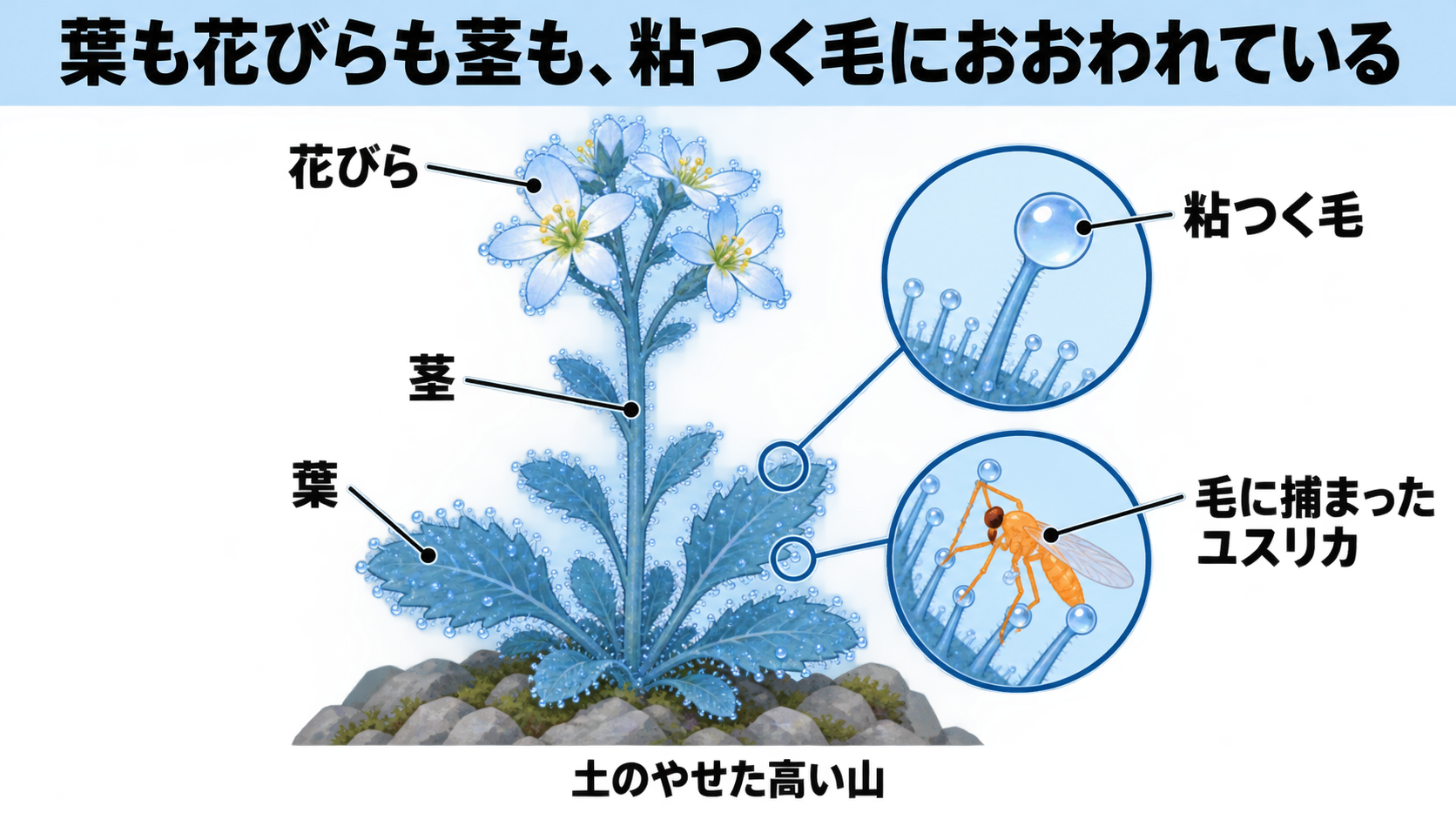 c233-fig-s1の画像