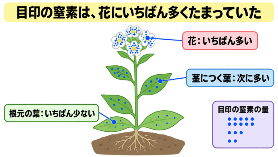 目印の窒素は、花にいちばん多くたまっていた