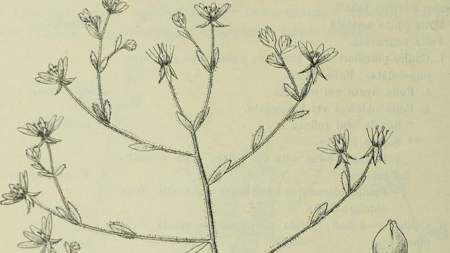 ダーウィンが予言した「虫を食べる高山植物」、ユキノシタの仲間が虫を消化していた