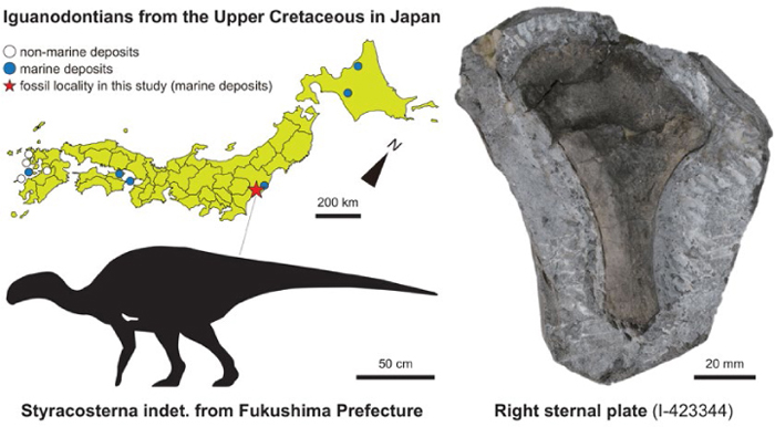 9000万年前の日本の海岸に「小型の草食恐竜」がいた、イグアノドン類の化石で判明