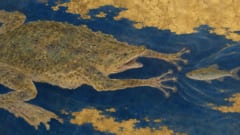 カエルは獲物に触れる前に気づいていた