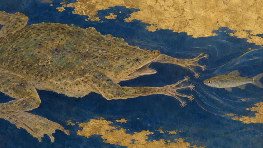 カエルは獲物に触れる前に気づいていた