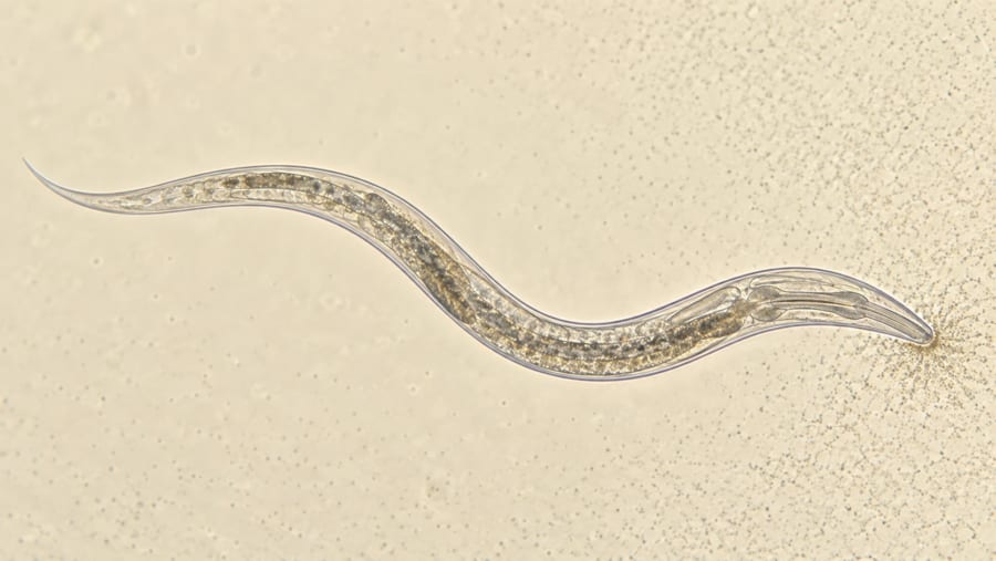 磁石の粒を持つ細菌を、線虫に食べさせた