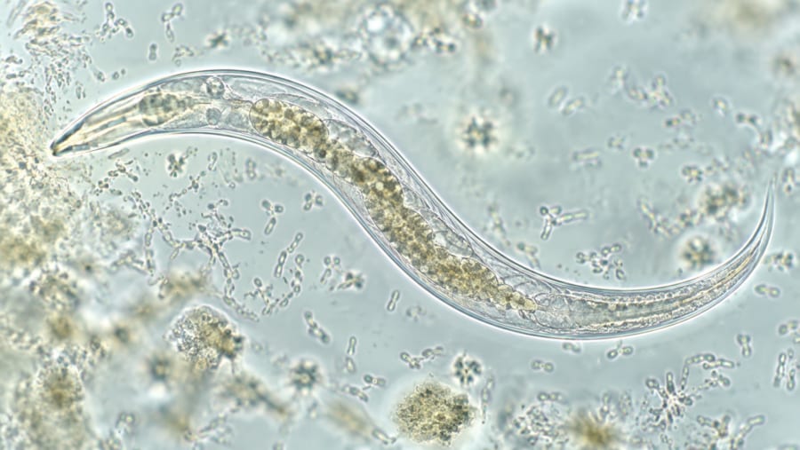 細菌は線虫の体の中で何を止めていたのか?