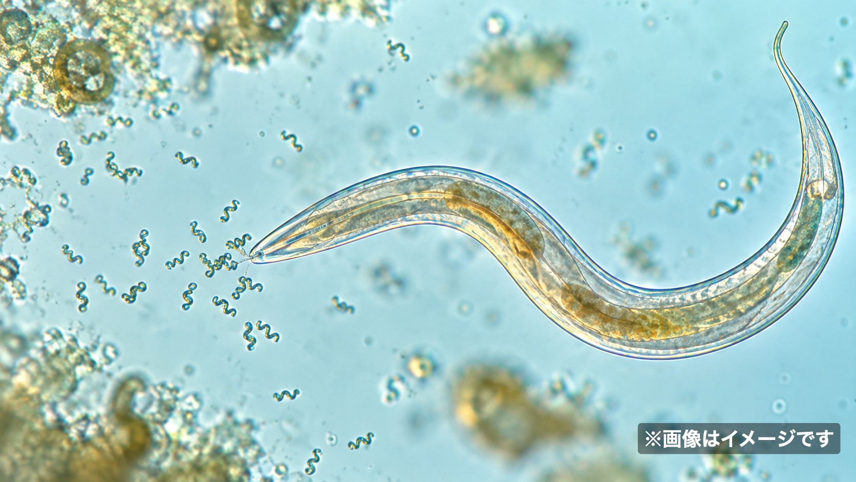 「磁石を作る細菌」を食べた線虫は平均寿命が43%延びた