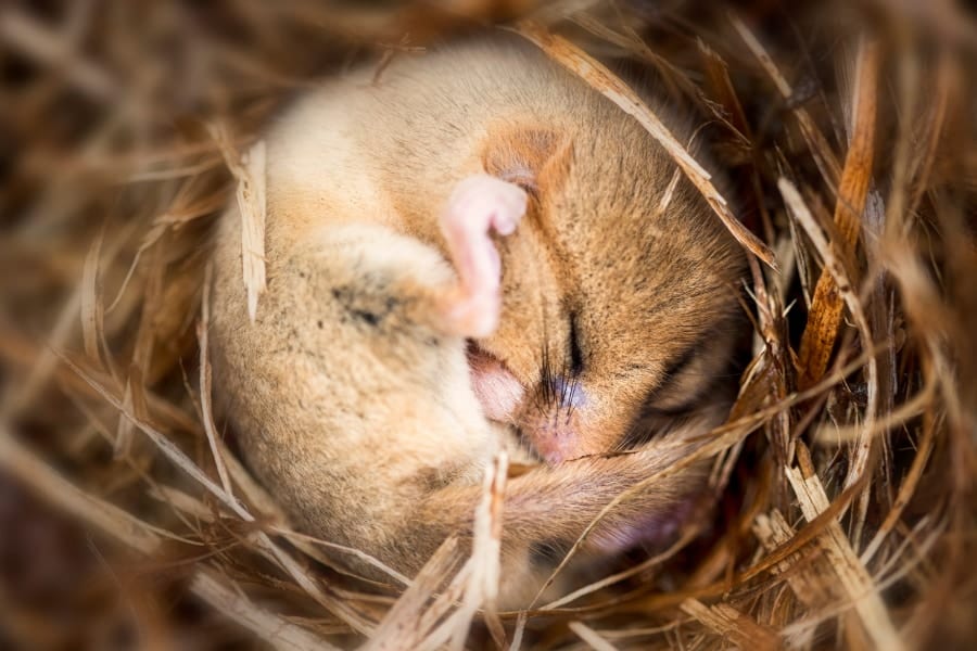 冬眠を制御する脳回路がついに発見された――ゴールデンハムスターでの快挙