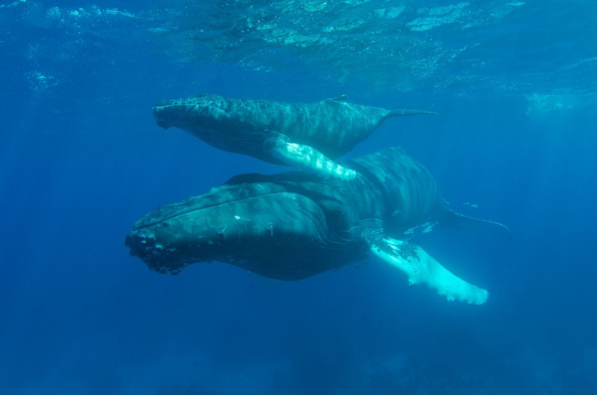 ザトウクジラの母、死んだ子に数時間寄り添う姿を観察
