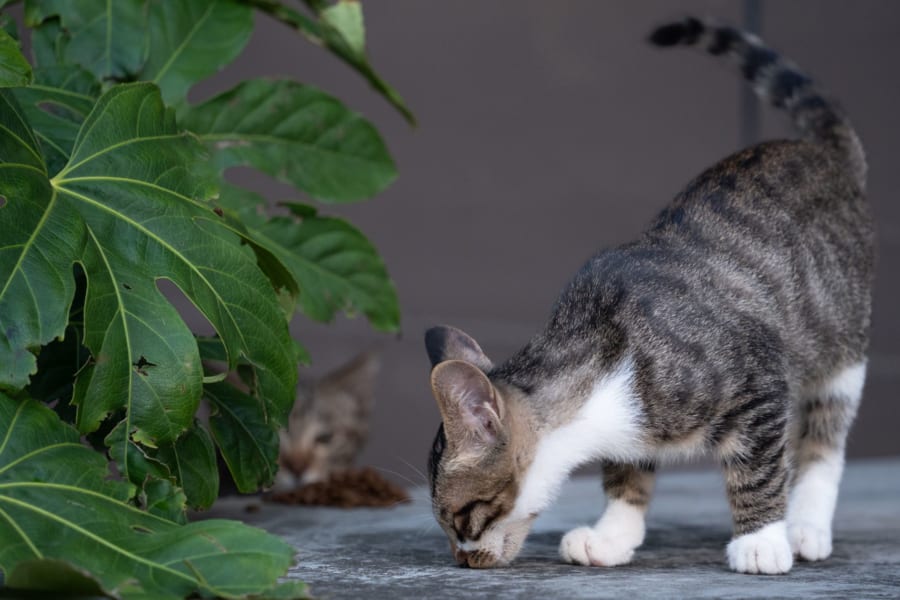 猫の「おしっこ名刺」、在庫は腎臓にためてあった