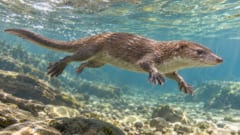 ほぼ全身の化石から見えてきた「水辺の暮らし」