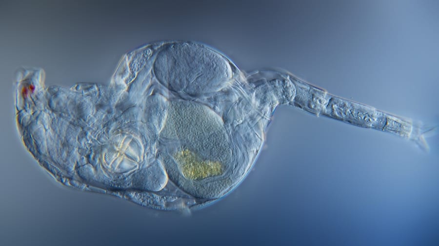 オスなしで増える微小動物ヒルガタワムシ、染色体の修復を世代を超えて行っていた