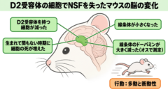 D2受容体の細胞でNSFを失ったマウスの脳の変化