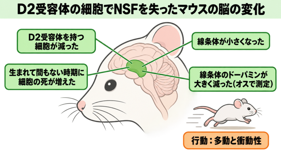 D2受容体の細胞でNSFを失ったマウスの脳の変化