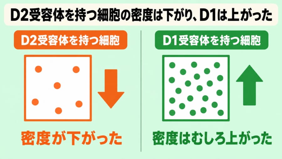 「薬が効きにくい人」のADHDと、どうつながるのか