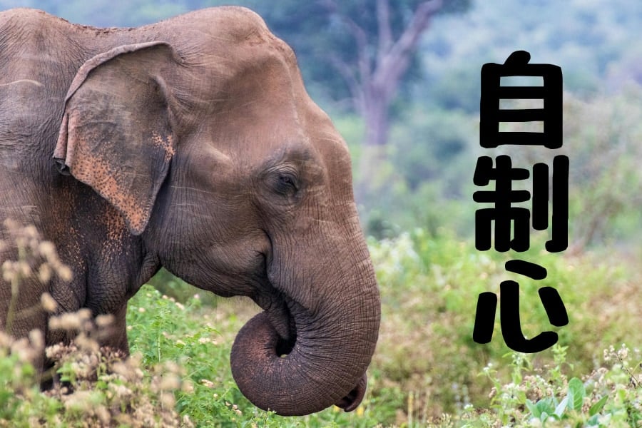 ゾウが実験で見せた「自制心」は一部の人間よりも優れているかもしれない