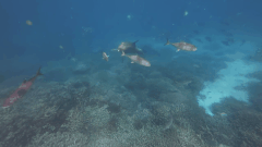 魚を吐くまで追い詰めゲロを出させる