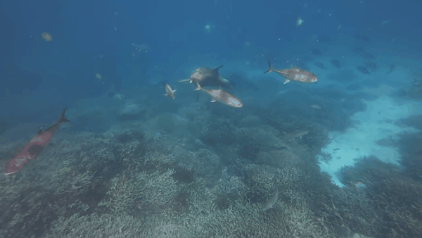 魚を吐くまで追い詰めゲロを出させる