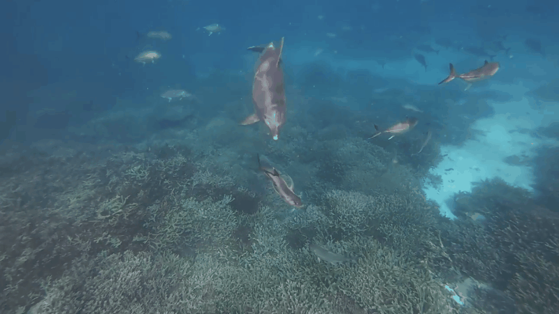なぜ魚の「ゲロ狩り」をするのか？