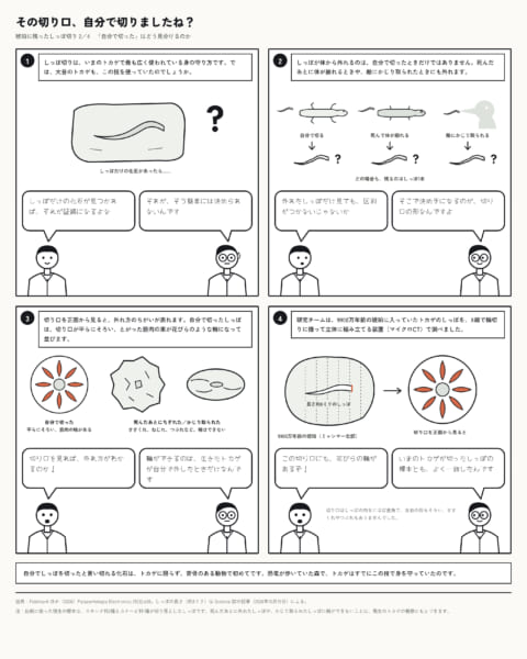 しっぽの化石だけでは「しっぽ切り」の直接的な証拠にはなりません。