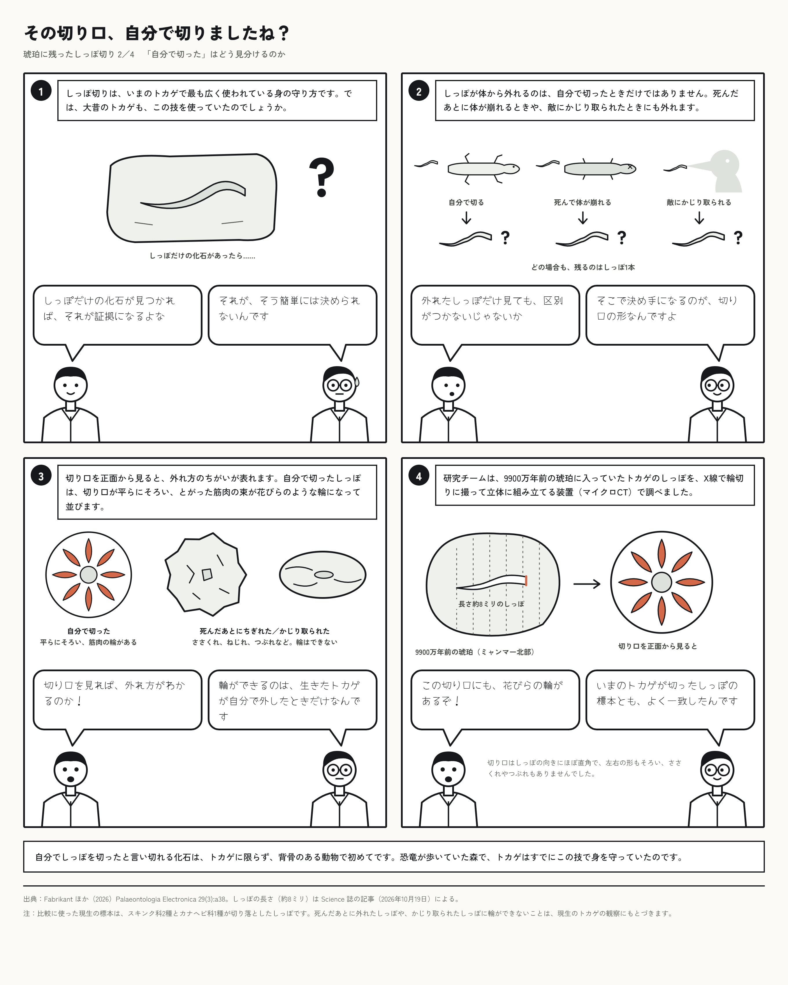 しっぽの化石だけでは「しっぽ切り」の直接的な証拠にはなりません。