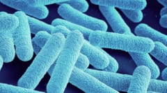 抗生物質を飲むとき甘いものを控えれば腸内細菌のダメージが和らぐかもしれない