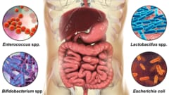 抗生物質のあとの腸は、「一人勝ち」の場になる