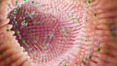 甘いものが、抗生物質で乱れた腸で牙をむく