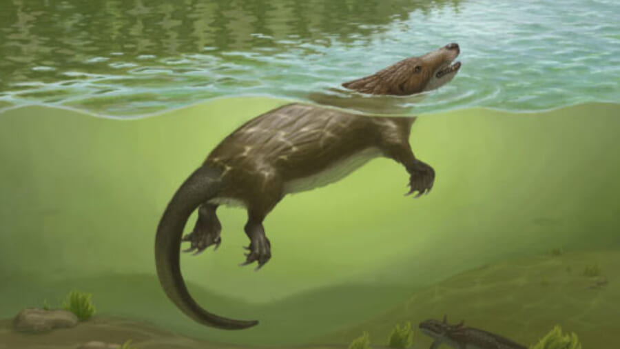 恐竜時代の「カワウソもどき」は母乳を飲むための「喉の装置」を持っていた