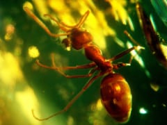 琥珀の中に閉じこめられたアリ