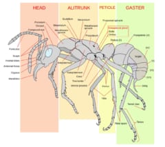働きアリの体のつくりを横から描いた図