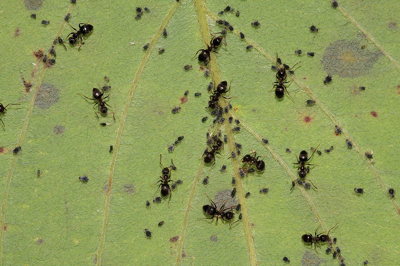 葉の上でアブラムシのまわりに集まる黒いアリ