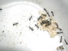 白い繭のまわりに集まるクロヤマアリ