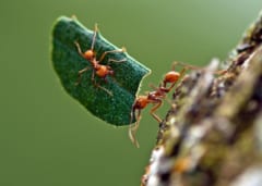 切った葉を運ぶ赤茶色のハキリアリ