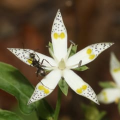 白い花びらの上で蜜をなめるクロヤマアリ