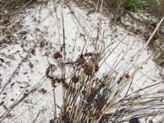砂地の草の上に集まる羽アリと働きアリ