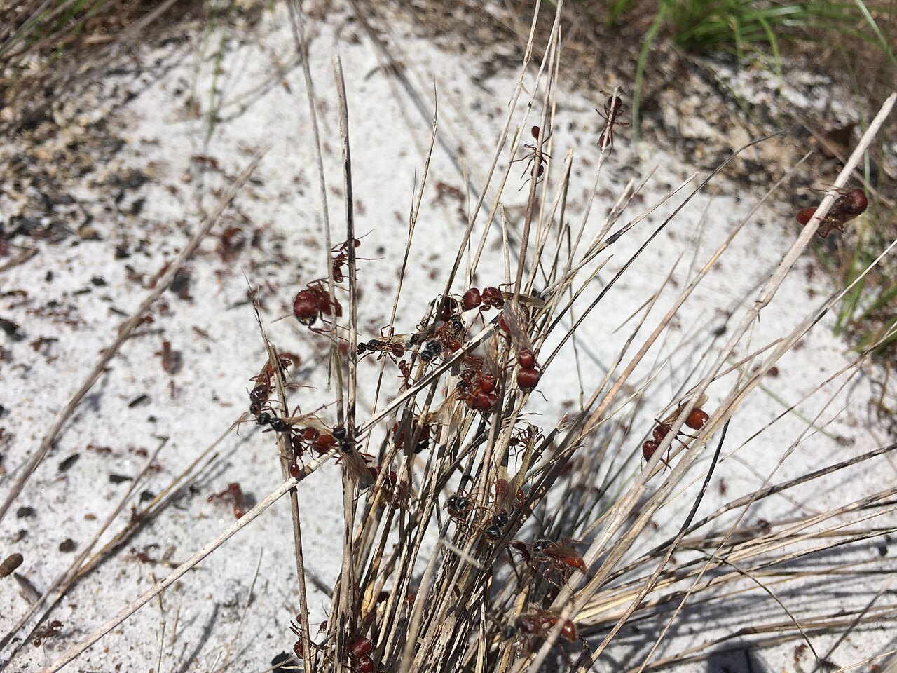 砂地の草の上に集まる羽アリと働きアリ