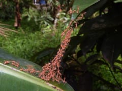 体をつなげて葉と葉のあいだに橋をかけるツムギアリ
