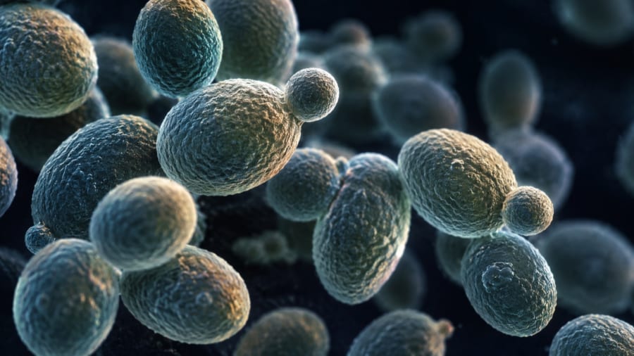 ケニアで見つかった菌に、4種類の薬は効いたのか？