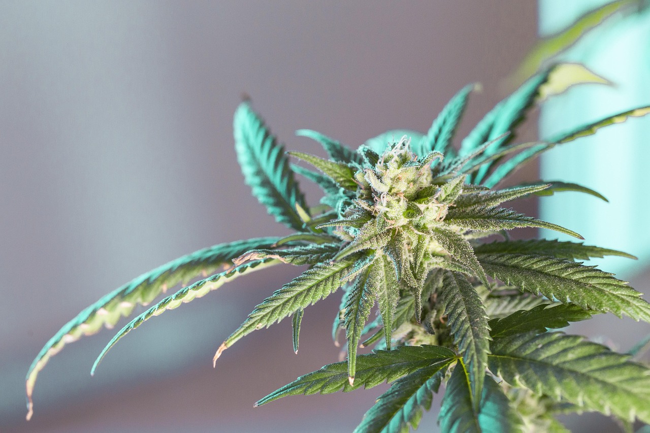 大麻で急に不安になる仕組み、脳で「ブレーキが外れる」細胞を特定