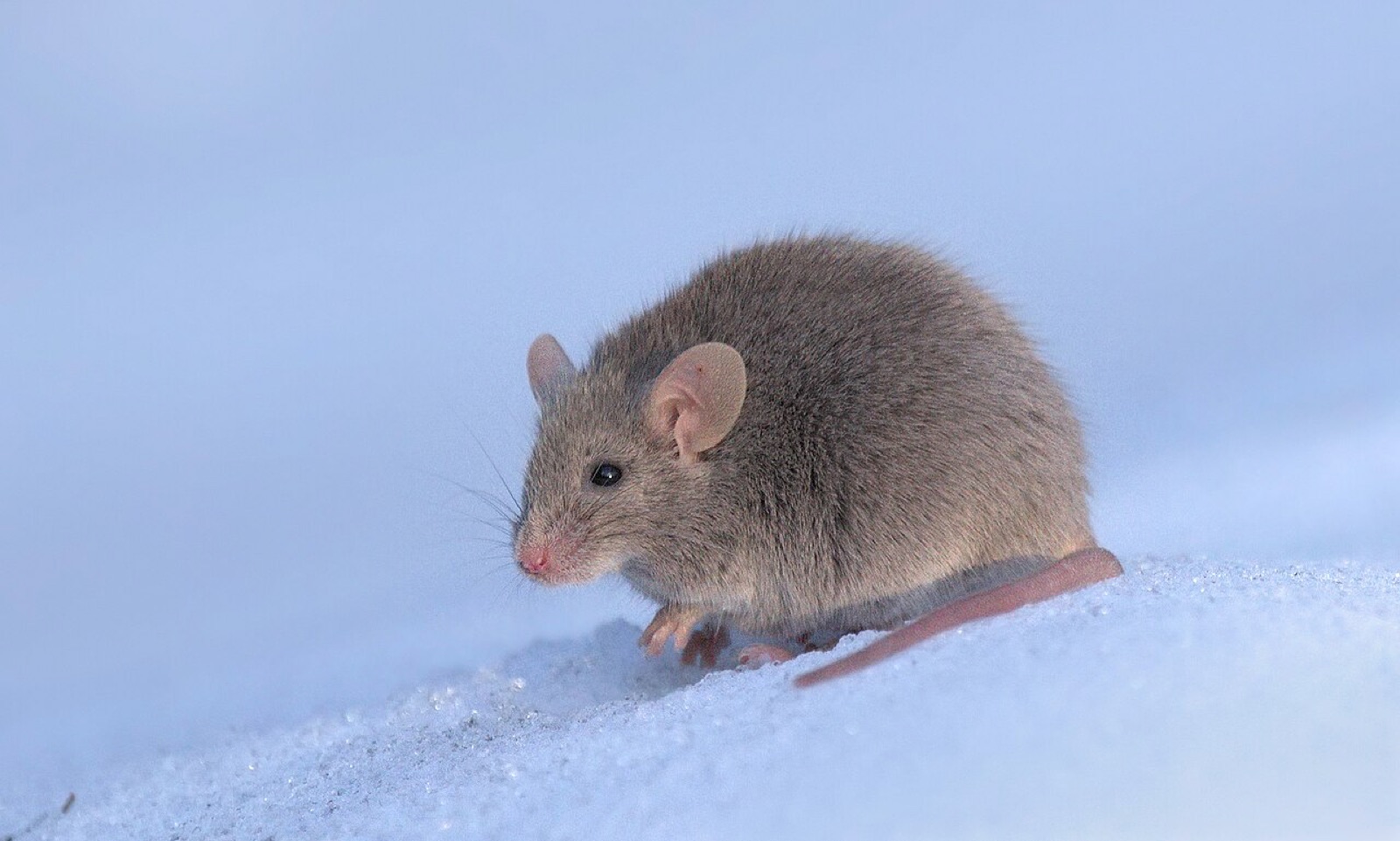 ハツカネズミです(ロシア・モスクワ)。