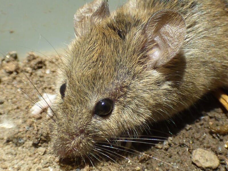 ママの正体はパパのクローン、オス1匹から子孫を作ることにマウスで成功