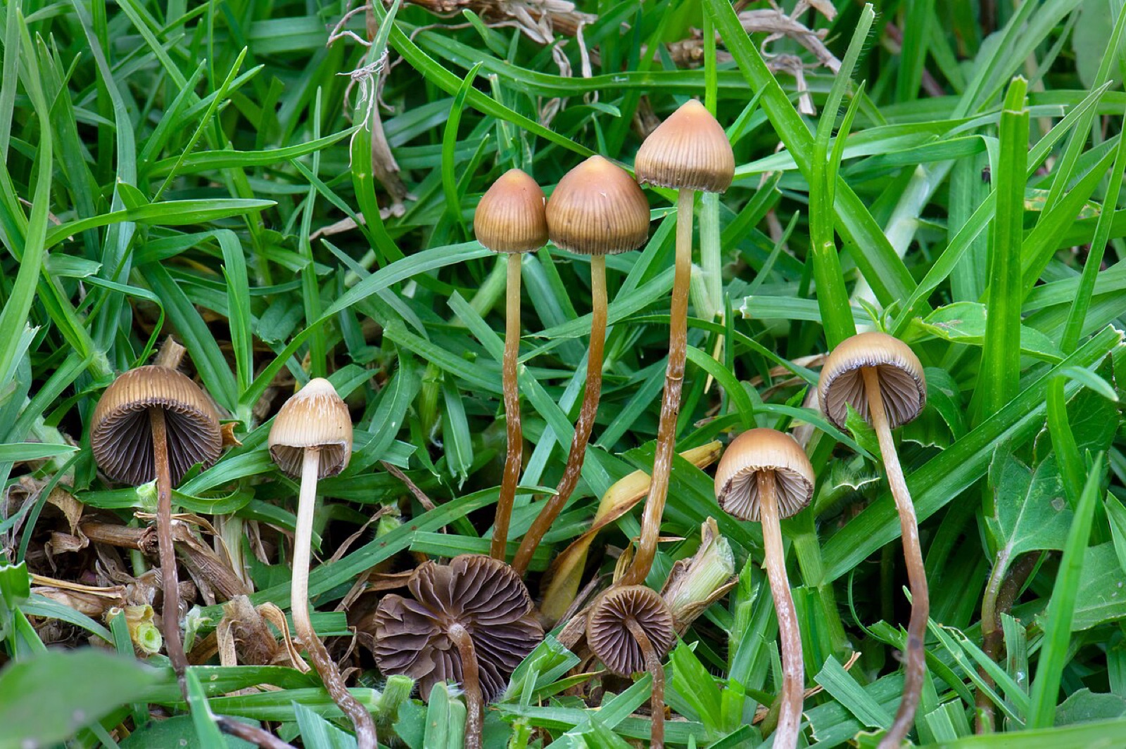 メキシコのベラクルスで2019年7月2日に撮影されたキノコ「Psilocybe mexicana」です。標高およそ1600メートルの草地によく生え、キュウリのような強いにおいがすると記録されています。