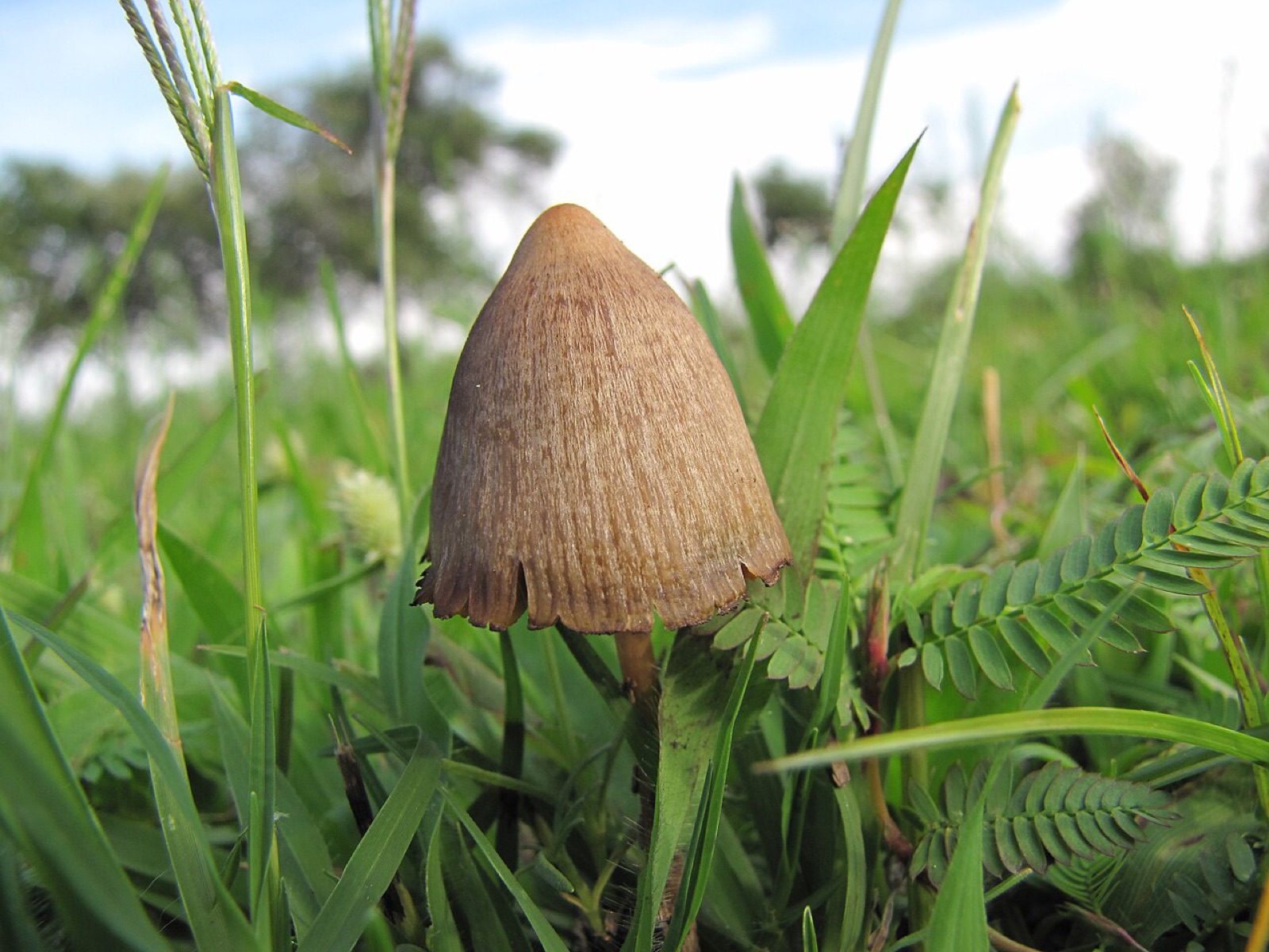 幻覚作用のあるキノコ「Psilocybe mexicana」です(メキシコ・ハリスコ州グアダラハラで撮影)。