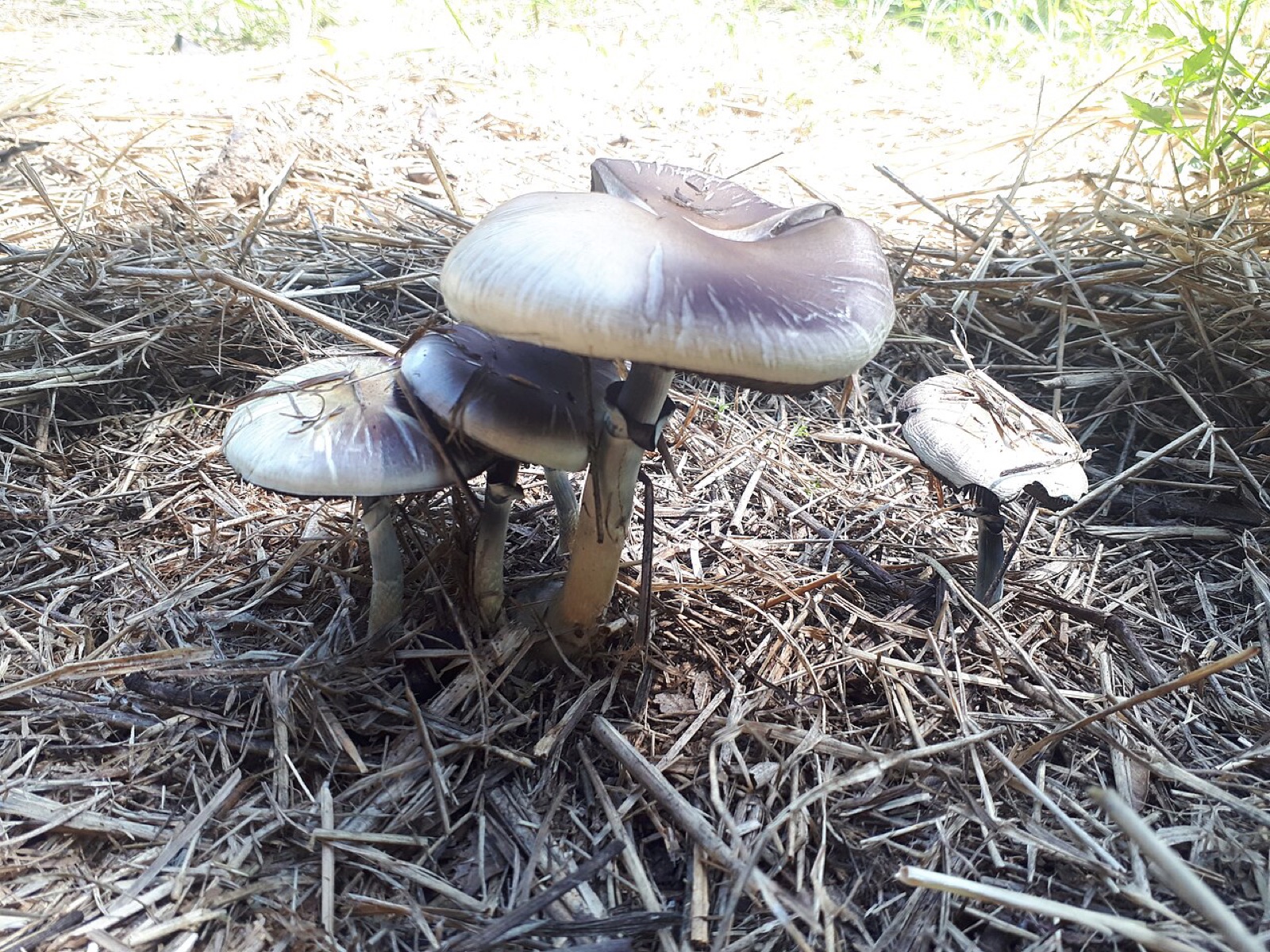 ミナミシビレタケ(学名 Psilocybe cubensis)のうち、「Imire」や「Zimbabwe」の名で呼ばれるものです。
